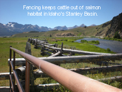 Fencing keeps cattle out of salmon habitat in Idaho's Starley Basin